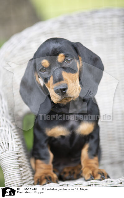 Dackel Welpe / Dachshund Puppy / JM-11248