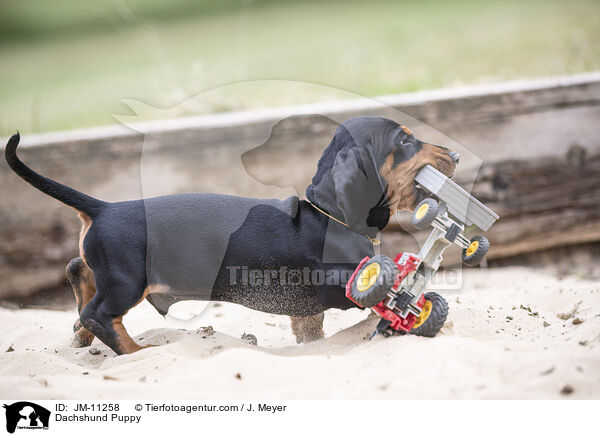 Dackel Welpe / Dachshund Puppy / JM-11258