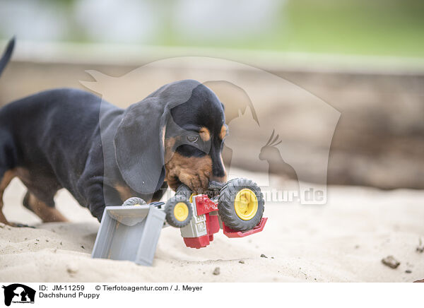 Dachshund Puppy / JM-11259