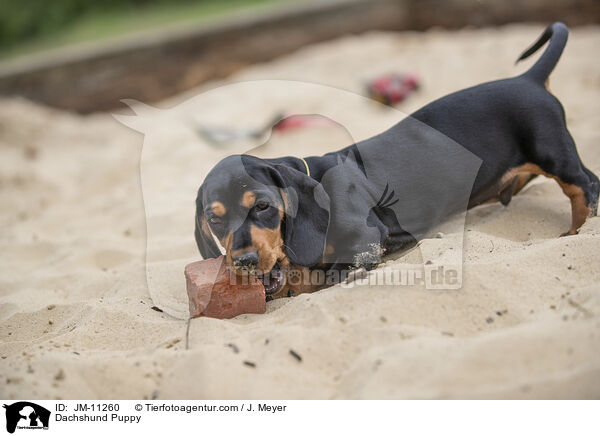 Dackel Welpe / Dachshund Puppy / JM-11260