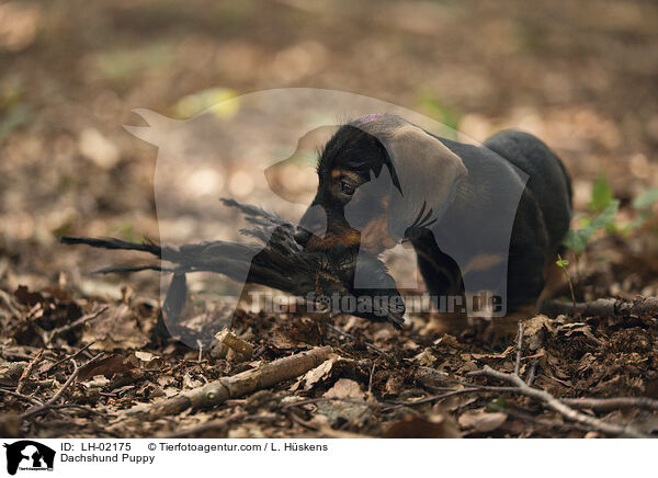 Dackel Welpe / Dachshund Puppy / LH-02175