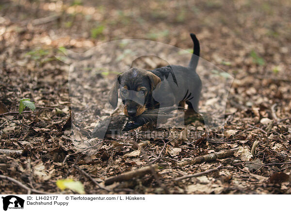 Dackel Welpe / Dachshund Puppy / LH-02177