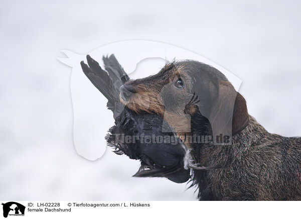 Dackel Hndin / female Dachshund / LH-02228