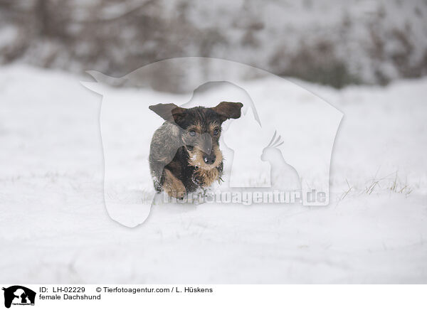 female Dachshund / LH-02229