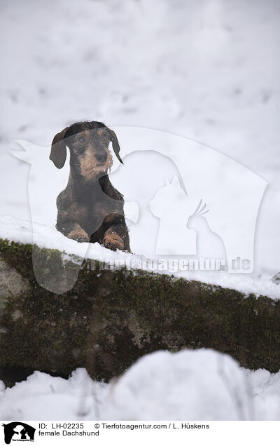 female Dachshund / LH-02235