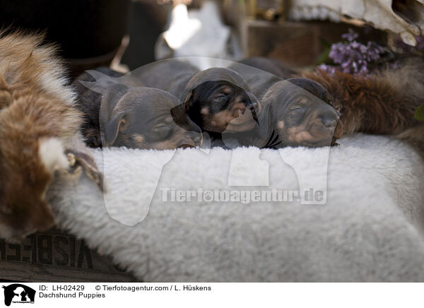 Dackel Welpen / Dachshund Puppies / LH-02429