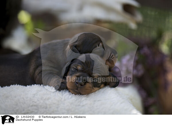 Dackel Welpen / Dachshund Puppies / LH-02430