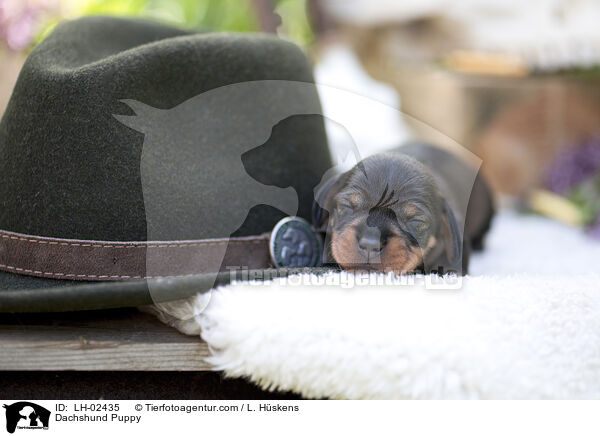 Dachshund Puppy / LH-02435