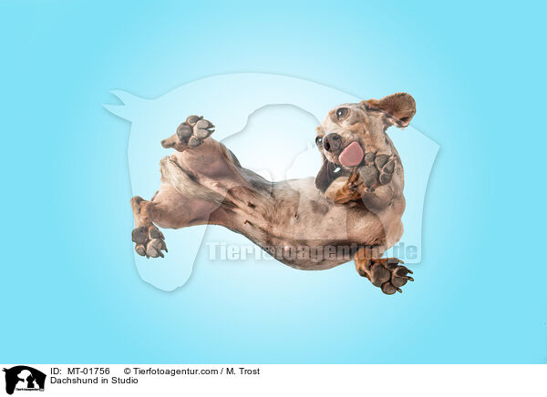 Dachshund in Studio / MT-01756