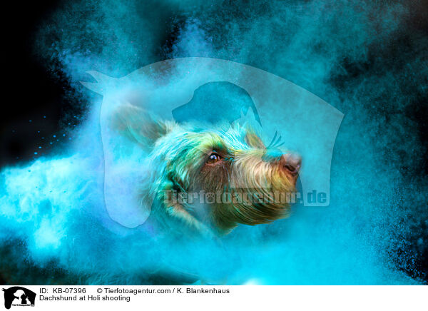 Dachshund at Holi shooting / KB-07396