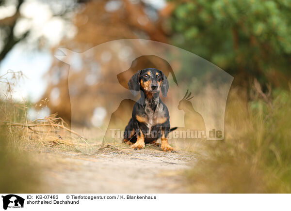 shorthaired Dachshund / KB-07483