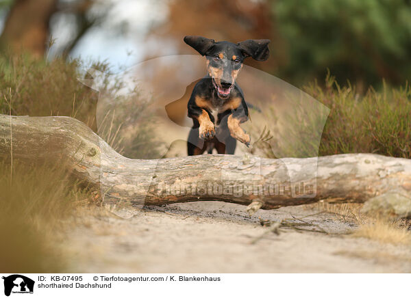 shorthaired Dachshund / KB-07495