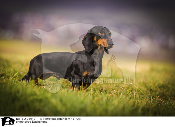 shorthaired Dachshund / SO-03910