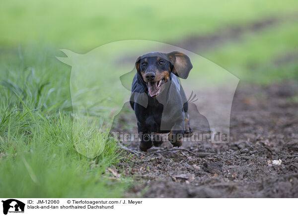 black-and-tan shorthaired Dachshund / JM-12060