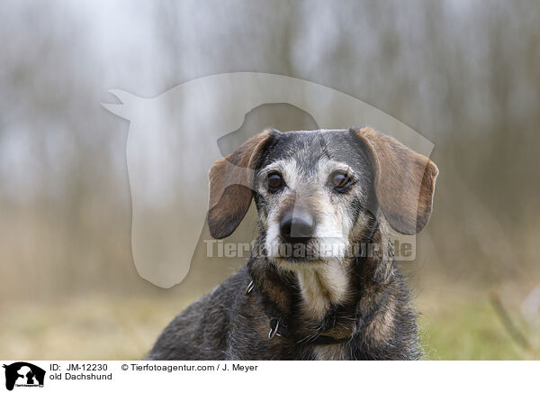 alter Dackel / old Dachshund / JM-12230