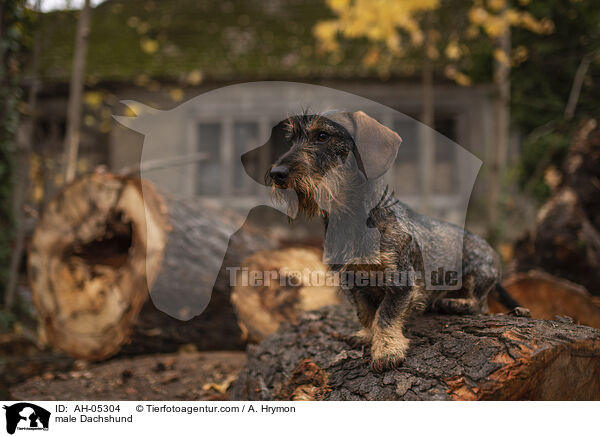 male Dachshund / AH-05304