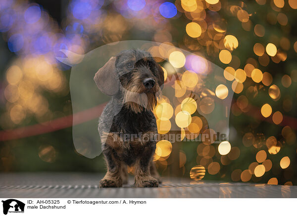 Dackel Rde / male Dachshund / AH-05325