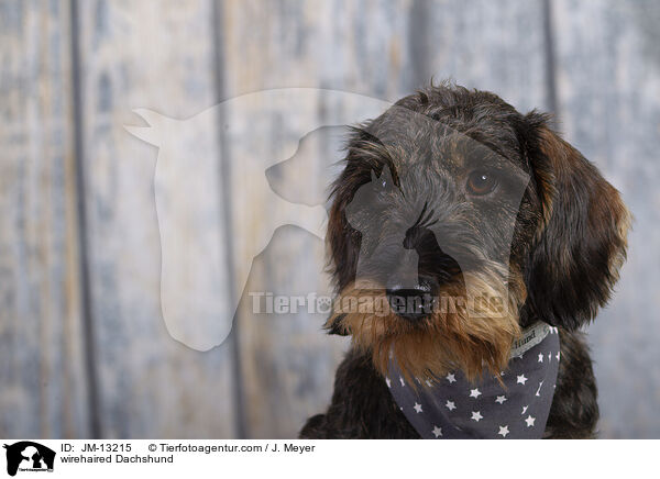 Rauhaardackel / wirehaired Dachshund / JM-13215