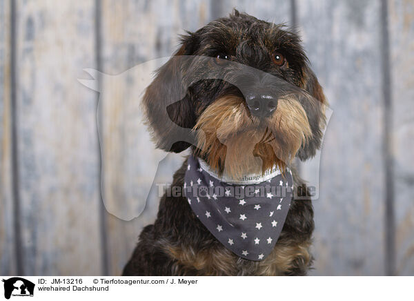 wirehaired Dachshund / JM-13216