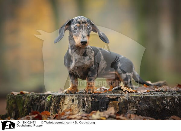 Dachshund Puppy / SK-02471