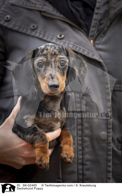 Dachshund Puppy / SK-02485