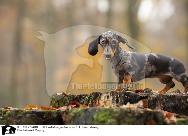 Dackel Welpe / Dachshund Puppy / SK-02489