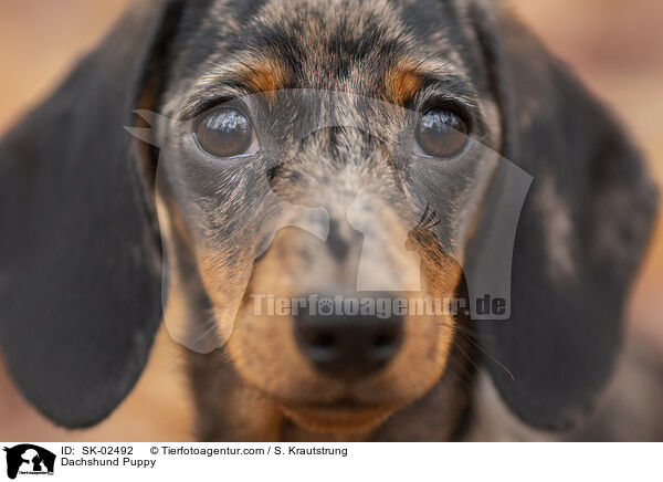 Dackel Welpe / Dachshund Puppy / SK-02492