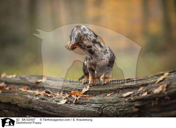Dackel Welpe / Dachshund Puppy / SK-02497