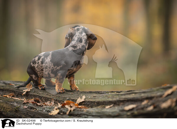 Dachshund Puppy / SK-02498