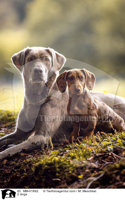2 dogs / MM-01892