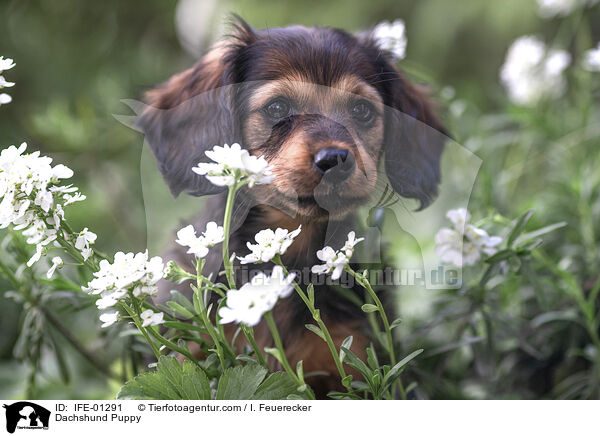 Dachshund Puppy / IFE-01291