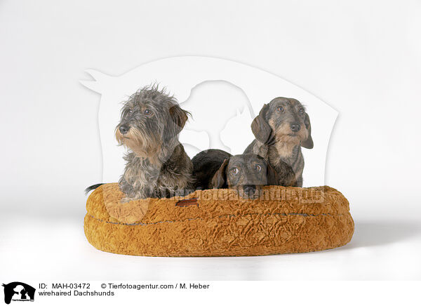 wirehaired Dachshunds / MAH-03472