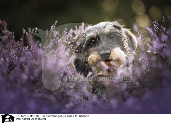 Rauhaardackel / wire-haired Dachshund / MARS-01048