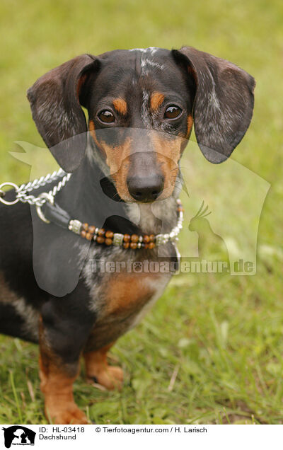 Dackel / Dachshund / HL-03418