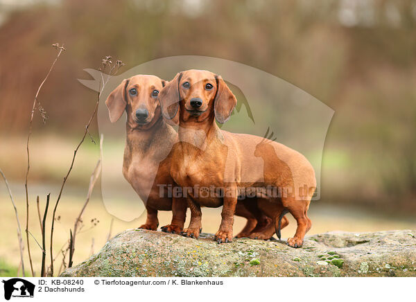 2 Dachshunds / KB-08240