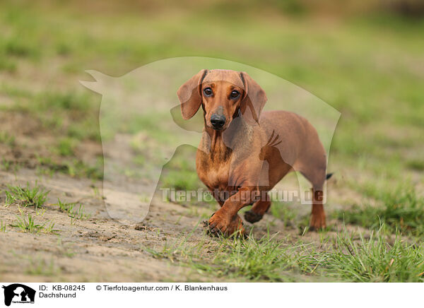 Dachshund / KB-08245