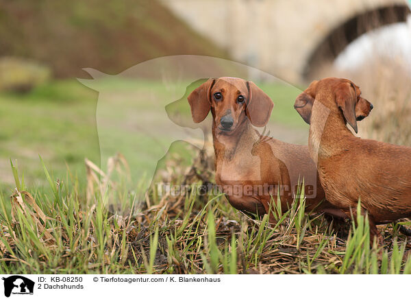 2 Dachshunds / KB-08250
