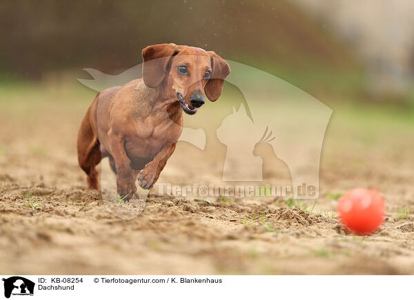 Dachshund / KB-08254