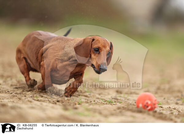Dachshund / KB-08255