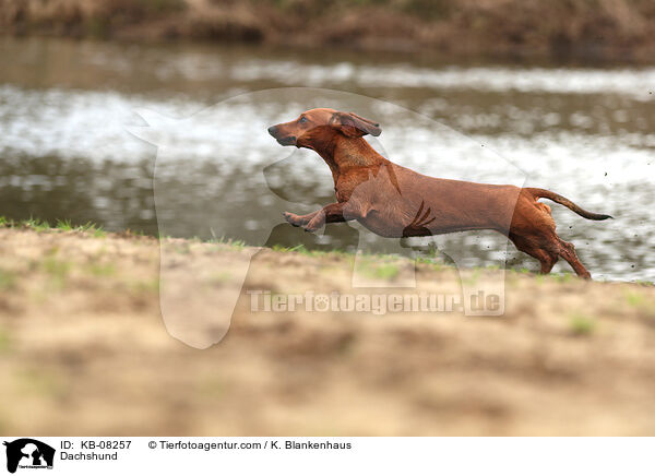 Dachshund / KB-08257