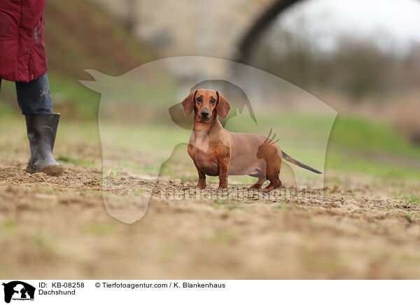 Dackel / Dachshund / KB-08258