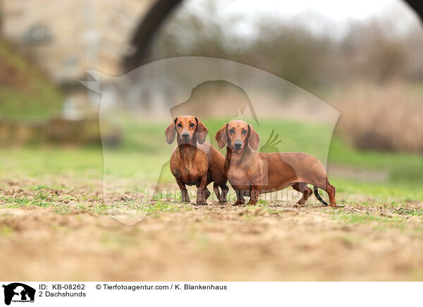 2 Dachshunds / KB-08262