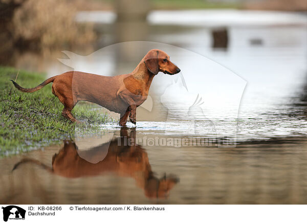 Dachshund / KB-08266
