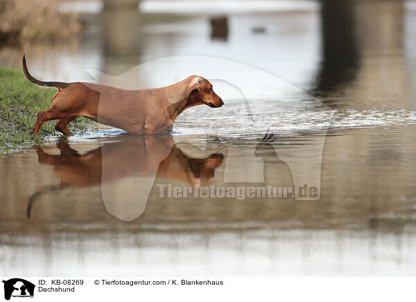 Dachshund / KB-08269