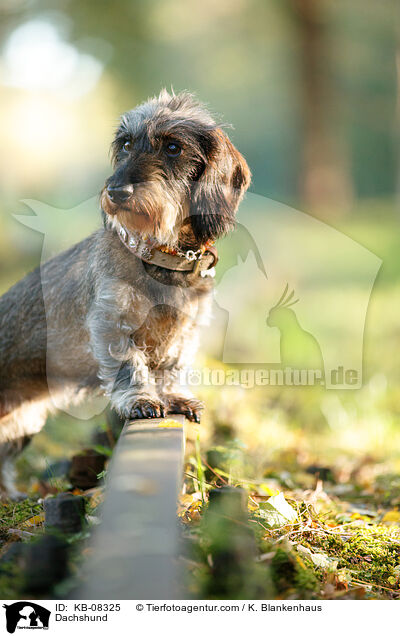 Dackel / Dachshund / KB-08325