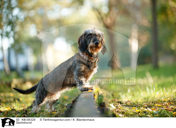Dachshund / KB-08329