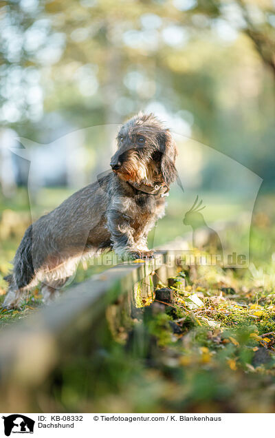 Dachshund / KB-08332
