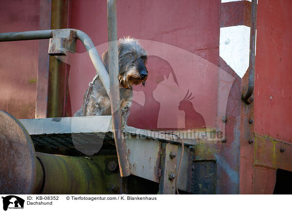 Dachshund / KB-08352