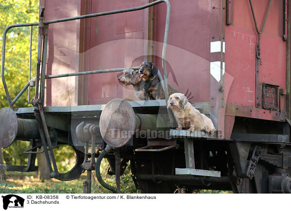 3 Dackel / 3 Dachshunds / KB-08358