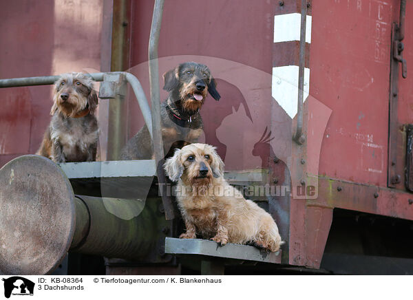 3 Dachshunds / KB-08364